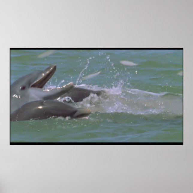 Dolphin-Frühstückspenster Poster (Vorne)