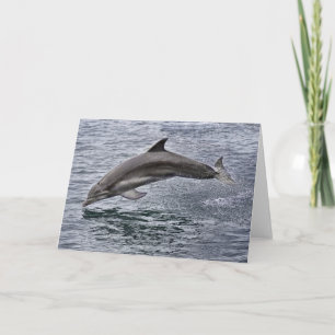 Dolphin Grußkarte Karte