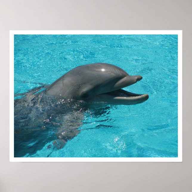 Dolphin I Poster (Vorne)