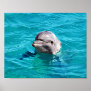 Dolphin in Blue Water Foto Poster