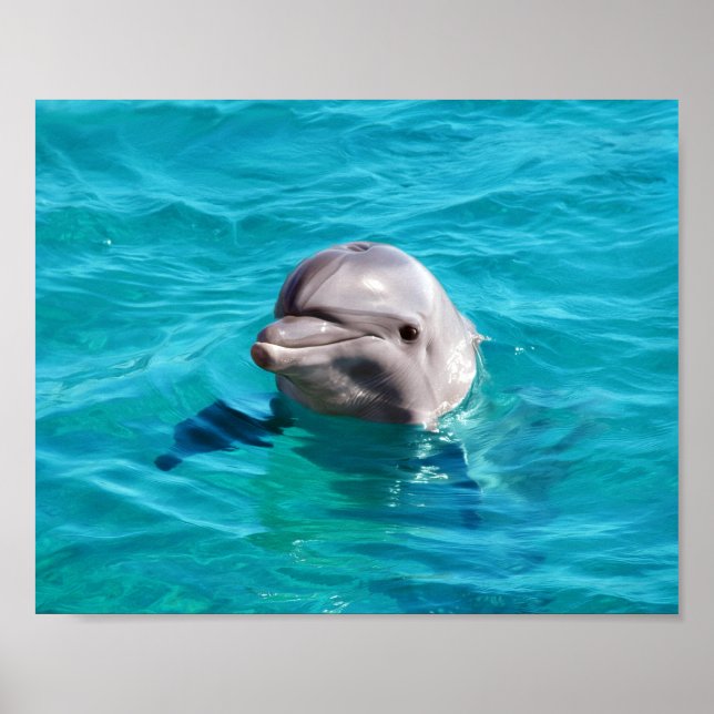 Dolphin in Blue Water Foto Poster (Vorne)