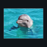 Dolphin in Blue Water Foto Postkarte<br><div class="desc">Graue Delphinfotografie, die aus schönem klarem Meerwasser lächelt. Sie können sie personalisieren, indem Sie jeden gewollt Text, Ihren Namen oder Ihre Initialen hinzufügen. Ändern Sie einfach den Text, der Ihrer eigenen Wahl hinzugefügt wurde.</div>