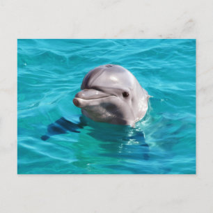 Dolphin in Blue Water Foto Postkarte