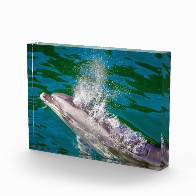 Dolphin in Milford Sound, Neuseeland Fotoblock (Rechts)