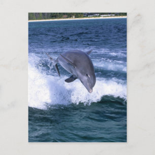 Dolphin Jumping, Grand Bahama, Bahamas Postkarte