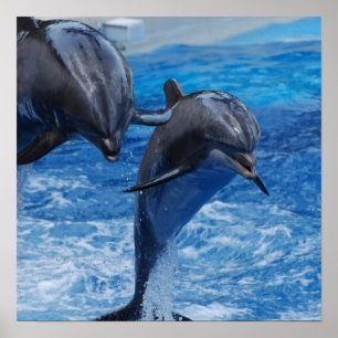 Dolphin Jumping Poster