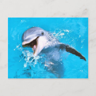 Dolphin Lächeln 2 Postkarte
