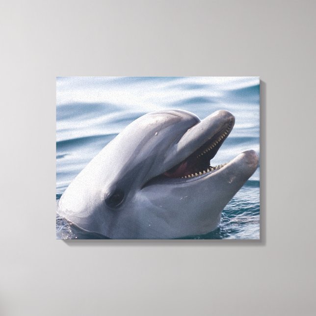 Dolphin Leinwanddruck (Vorderseite)