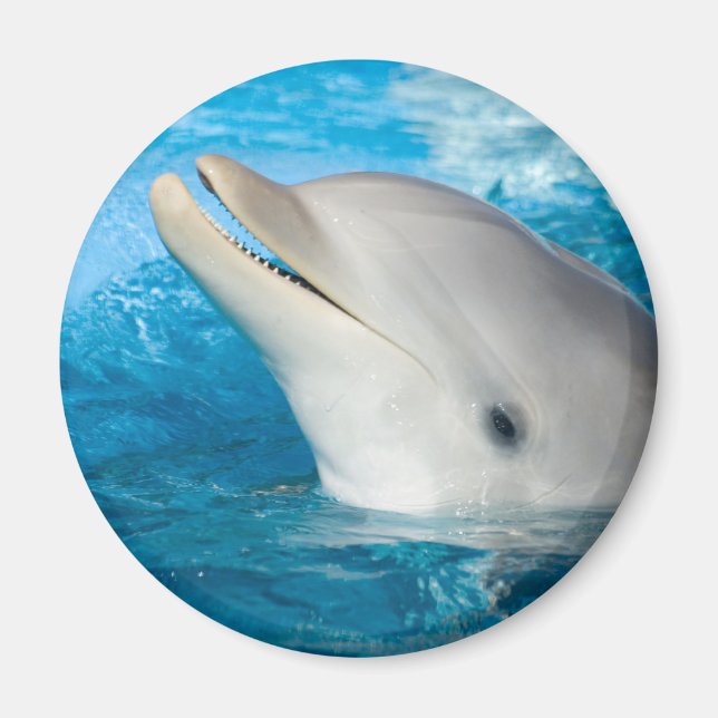Dolphin Magnet (Vorne)