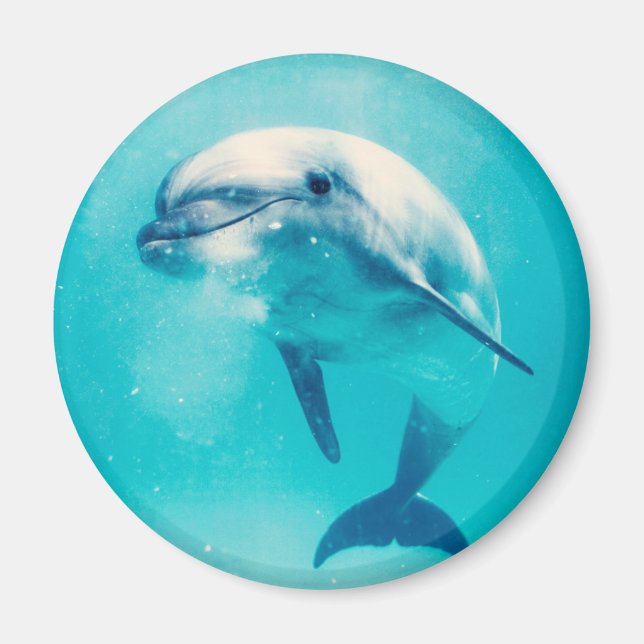 Dolphin Magnet (Vorne)
