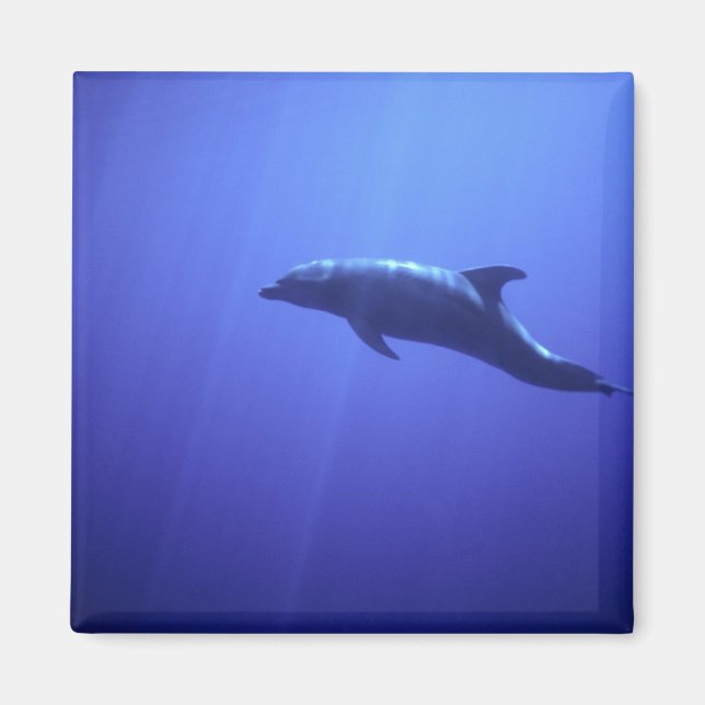Dolphin Magnet (Vorne)