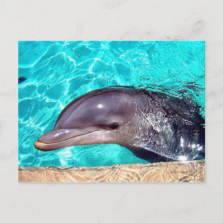 Dolphin-Nah-Up Postkarte