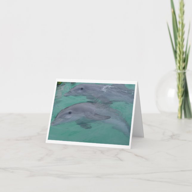 Dolphin Note Cards Karte (Vorderseite)