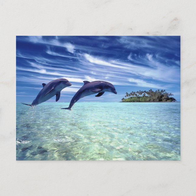 Dolphin-Paradies Postkarte (Vorderseite)