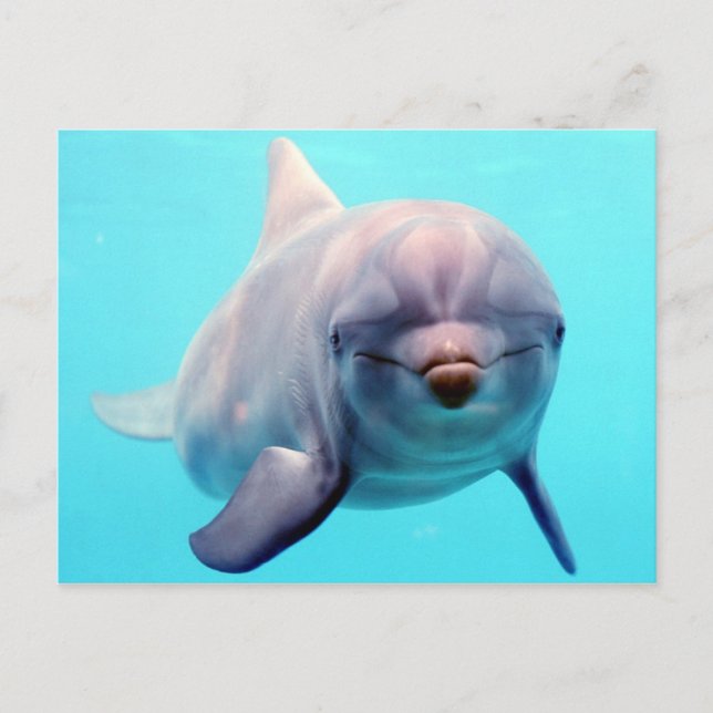 Dolphin-Portrait Postkarte (Vorderseite)