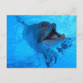Dolphin Postcard Postkarte