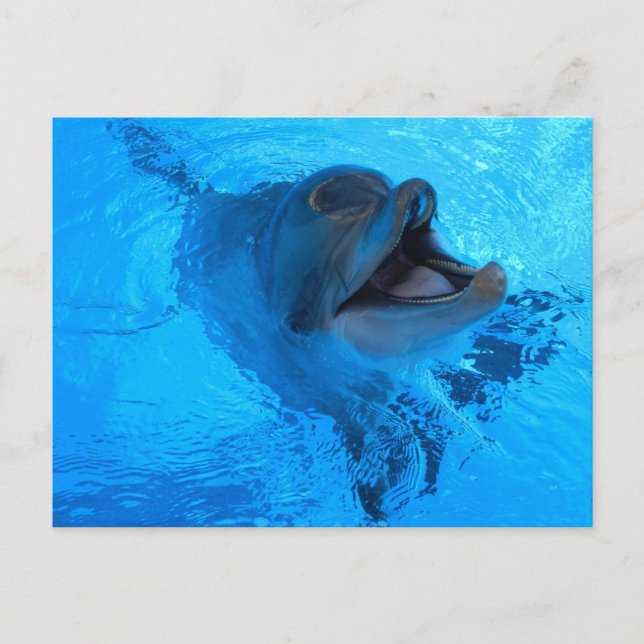 Dolphin Postcard Postkarte (Vorderseite)