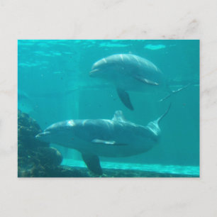 Dolphin Postcard Postkarte