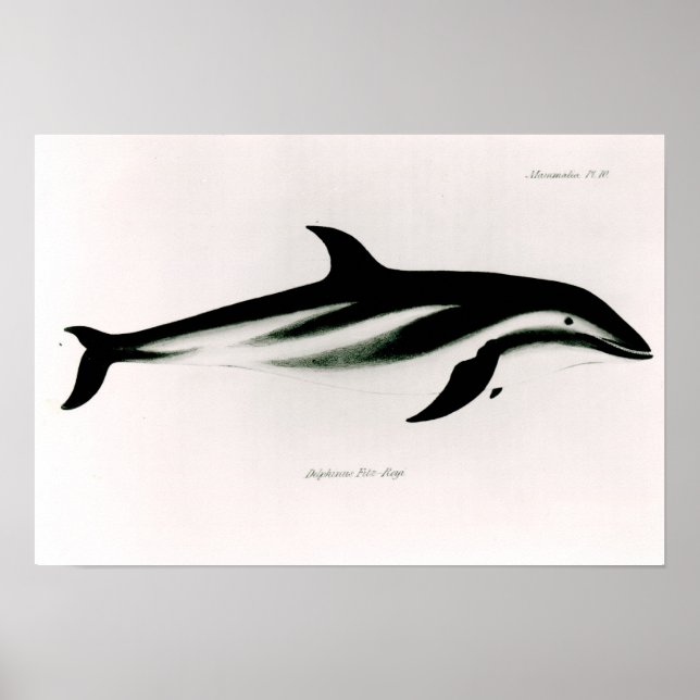 Dolphin Poster (Vorne)