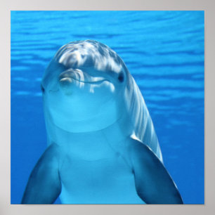Dolphin Poster