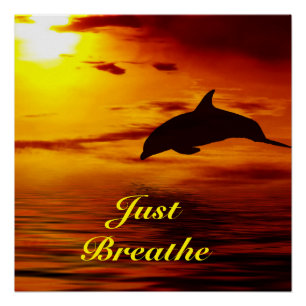 Dolphin Poster