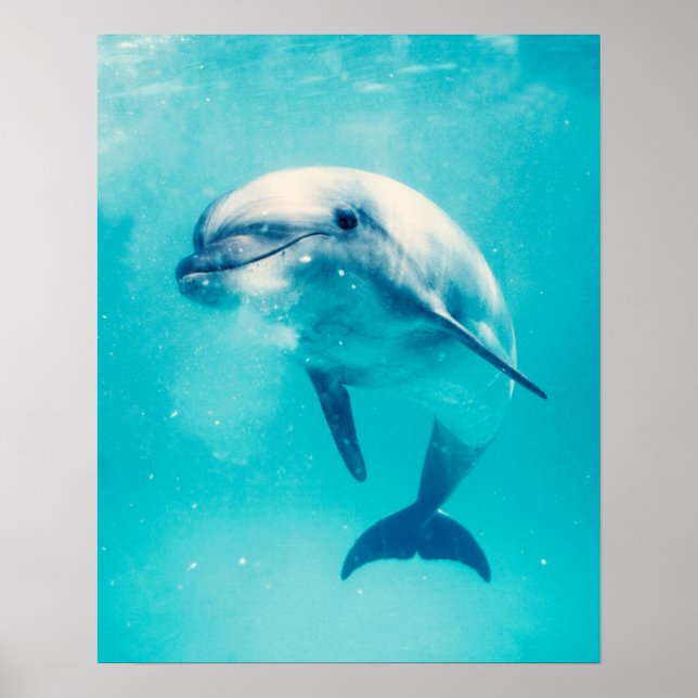 Dolphin Poster (Vorne)