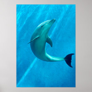 Dolphin Poster