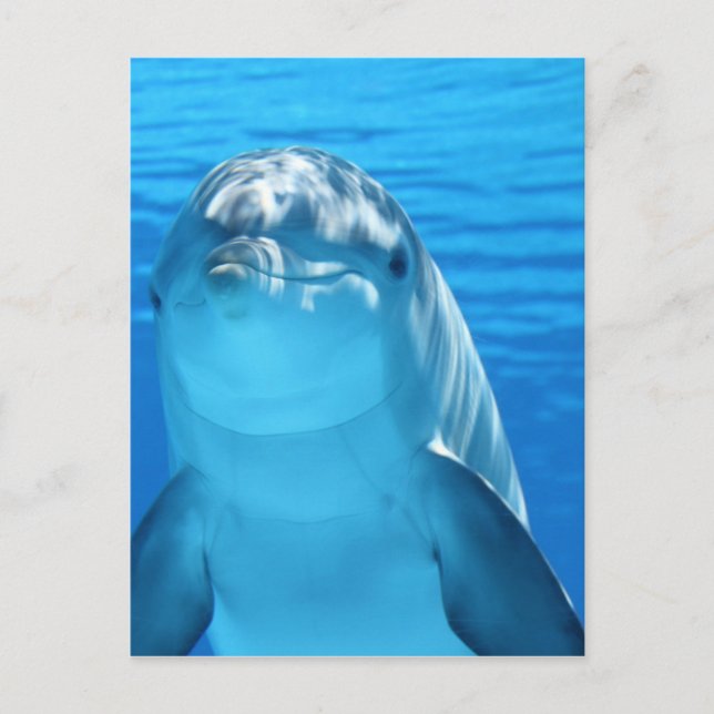 Dolphin Postkarte (Vorderseite)