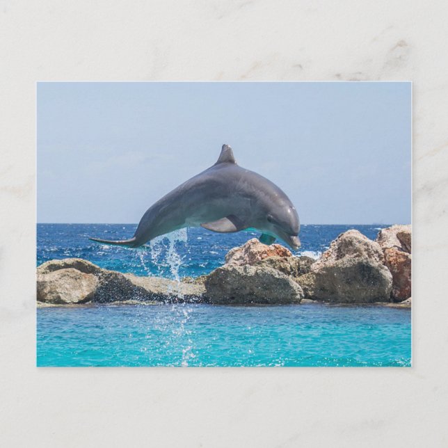 Dolphin Postkarte (Vorderseite)