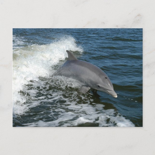 Dolphin Postkarte (Vorderseite)
