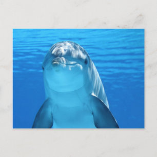 Dolphin Postkarte