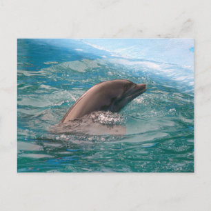 Dolphin Postkarte