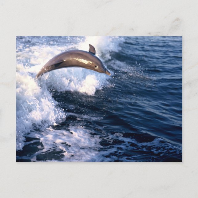 Dolphin Postkarte (Vorderseite)