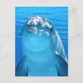 Dolphin Postkarte