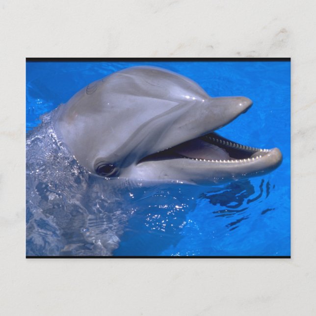 Dolphin Postkarte (Vorderseite)
