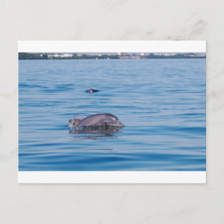 Dolphin-Postkarte Postkarte
