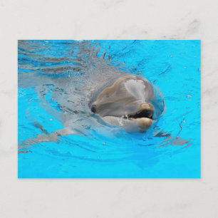 Dolphin-Postkarte Postkarte
