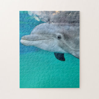 Dolphin Puzzle