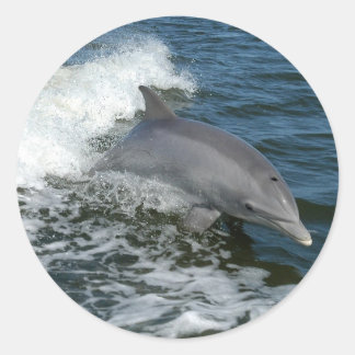 Dolphin Runder Aufkleber