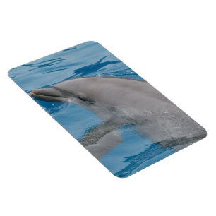 Dolphin-Schwimmen in den Tiefen des blauen Ozeans Magnet