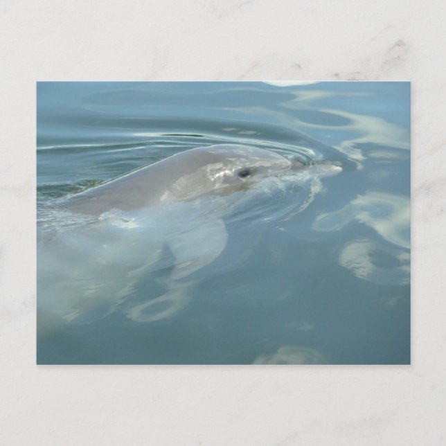 Dolphin Smile Postkarte (Vorderseite)