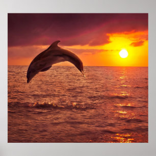 Dolphin Sonnenuntergang: Schöne Kulisse. Poster