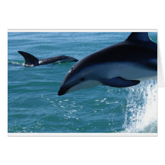 Dolphin Splash Destiny Beach Nature