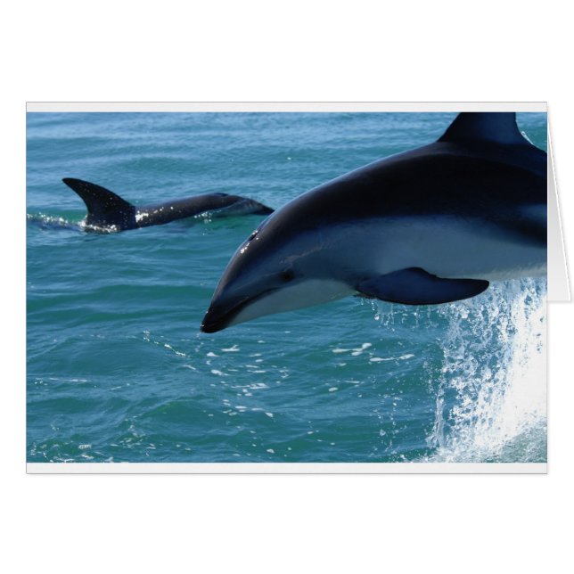 Dolphin Splash Destiny Beach Nature (Vorderseite (Horizontal))