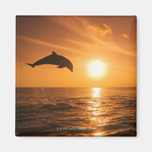 Dolphin-Springling Magnet (Vorne)