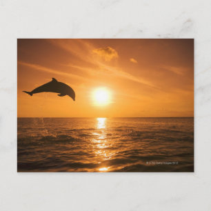 Dolphin-Springling Postkarte