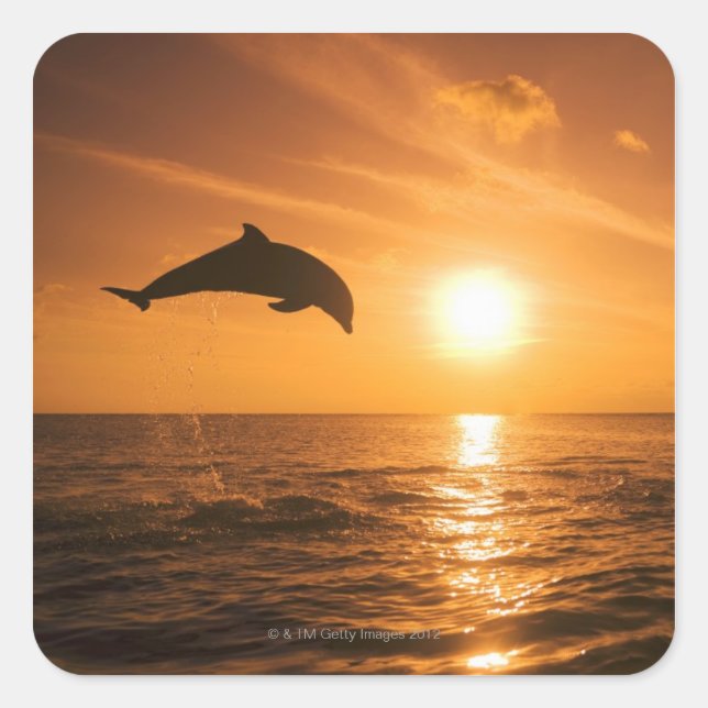 Dolphin-Springling Quadratischer Aufkleber (Vorderseite)