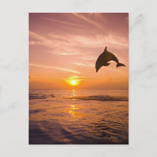 Dolphin-Sprung 2 Postkarte (Vorderseite)