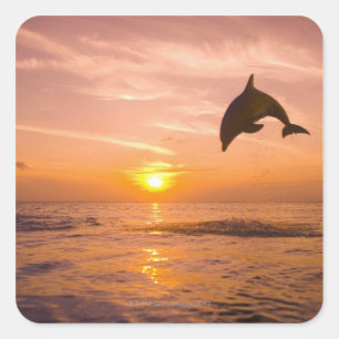 Dolphin-Sprung 2 Quadratischer Aufkleber