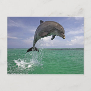 Dolphin-Sprung Postkarte